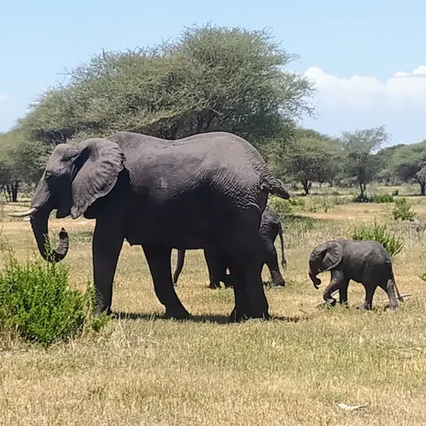 Tanzania Safari Elefantes en la sabana durante el viaje Tanzania Safari